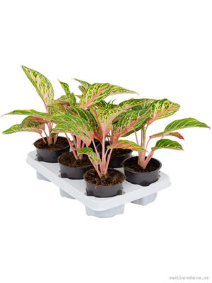 Aglaonema 'Coco Melon' 6/tray