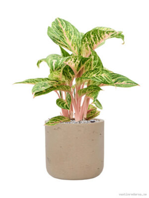 Aglaonema 'Coco Melon' in Rough - Vaxtinredarna.se