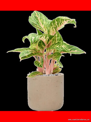 Aglaonema 'Coco Melon' in Rough - Vaextinredarna.se