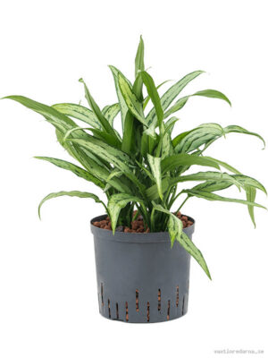 Aglaonema 'Cutlass' - Vaxtinredarna.se