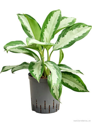 Aglaonema 'Diamond bay'
