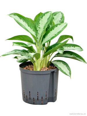 Aglaonema 'Diamond bay'