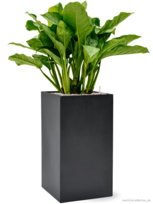 Aglaonema 'Freedman' in Baq Basic - Vaxtinredarna.se