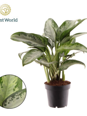 Aglaonema 'Jubilee'
