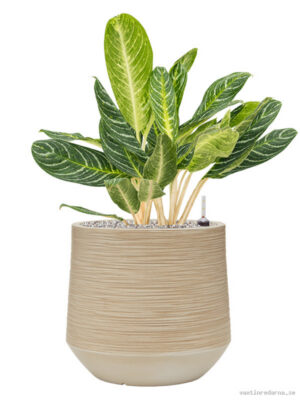 Aglaonema 'Key Lime' in Baq Dune