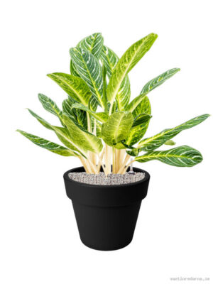 Aglaonema 'Key Lime' in Green Basics