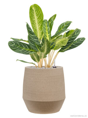 Aglaonema 'Key Lime' in Humus - Vaxtinredarna.se