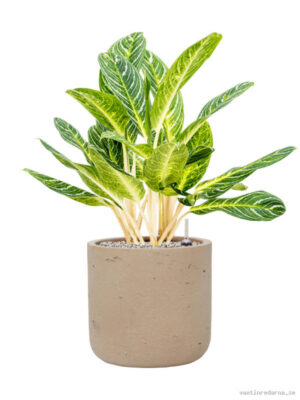 Aglaonema 'Key Lime' in Rough