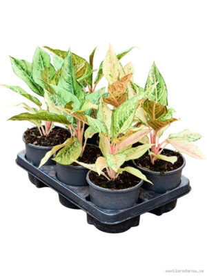 Aglaonema 'Lucky' 6/tray