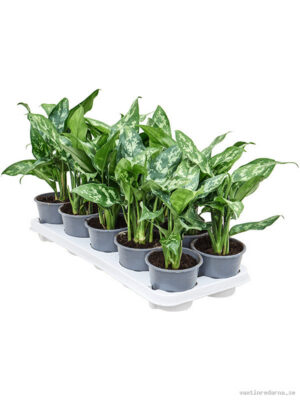 Aglaonema 'Maria' 10/tray