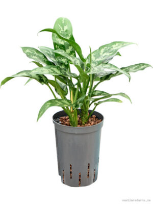 Aglaonema 'Maria'