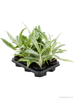 Aglaonema 'Matcha Lemon' 6/tray