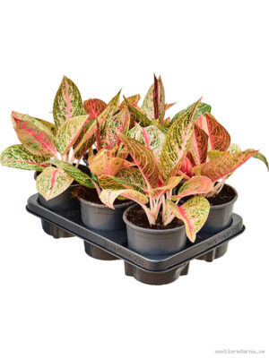 Aglaonema 'Night Sparkle' 6/tray