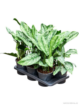 Aglaonema ‘Painted Princes’ 6/tray