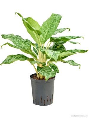 Aglaonema 'Pavo real'