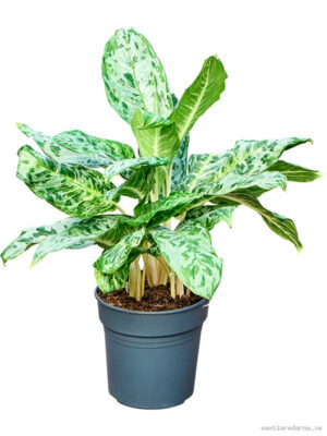 Aglaonema 'Peacock' - Vaxtinredarna.se