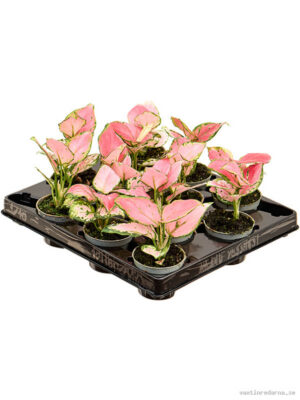 Aglaonema 'Red Zirkon' 12/tray - Vaxtinredarna.se