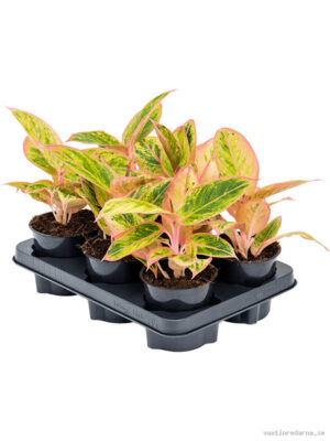 Aglaonema 'Salmon Fantasy' 6/tray