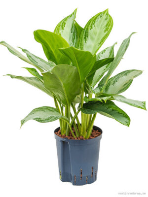 Aglaonema 'Silver Bay'