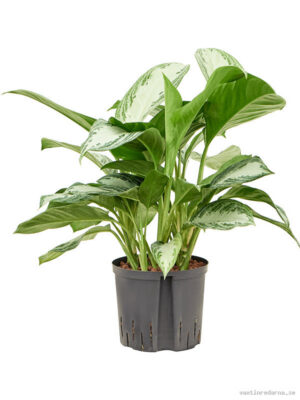 Aglaonema 'Silver Bay'