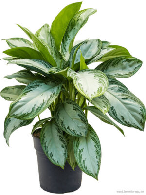 Aglaonema 'Silver Bay'