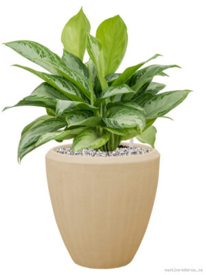 Aglaonema 'Silver Bay' in Baq Polystone Plain