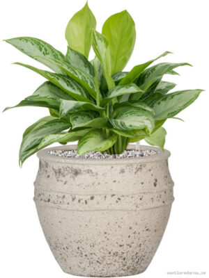 Aglaonema 'Silver Bay' in Mediterranean