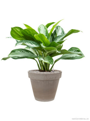 Aglaonema 'Silver Bay' in Terra Cotta