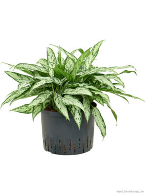 Aglaonema 'Silver Queen'