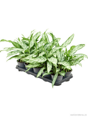 Aglaonema 'Silver Queen Compact' 10/tray