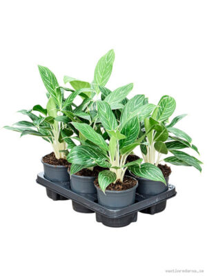 Aglaonema 'Snow White' 6/tray