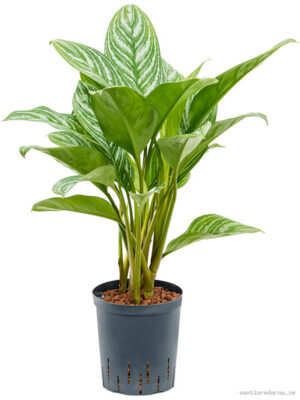 Aglaonema 'Stripes'