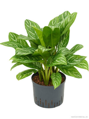 Aglaonema 'Stripes'