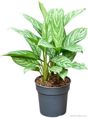 Aglaonema 'Stripes'