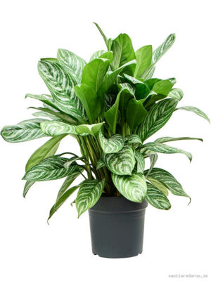 Aglaonema 'Stripes'