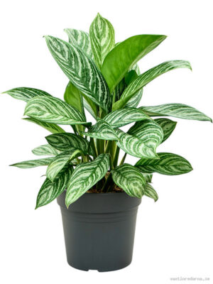 Aglaonema 'Stripes'