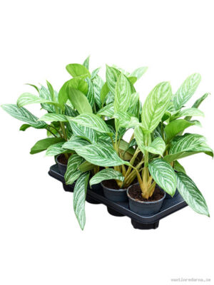 Aglaonema 'Stripes' 8/tray