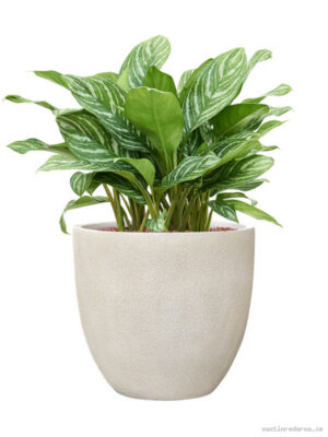 Aglaonema 'Stripes' in Antwerp