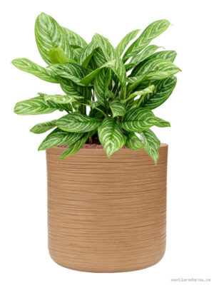 Aglaonema 'Stripes' in Baq Dune
