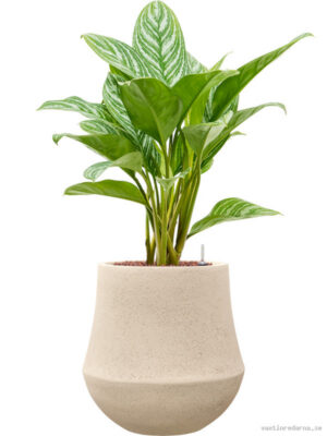 Aglaonema 'Stripes' in Baq Polystone Coated Plain - Vaxtinredarna.se
