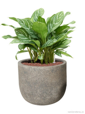 Aglaonema 'Stripes' in Cement & Stone