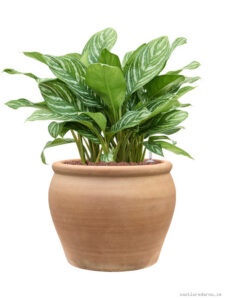 Aglaonema ’Stripes’ in Terra Antica
