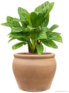 Aglaonema ’Stripes’ in Terra Antica