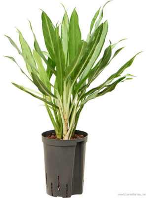Aglaonema 'White lance'