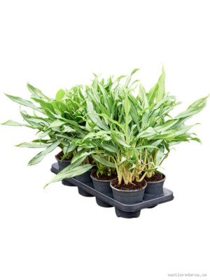Aglaonema 'White Lance' 8/tray