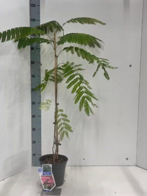 Albizia julibrissin