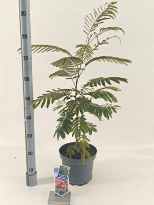 Albizia julibrissin