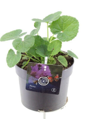 Alcea rosea Chart. Double Rose - Vaxtinredarna.se
