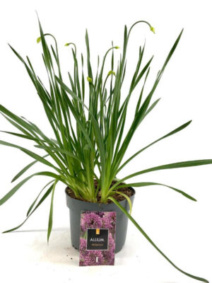 Allium 'Millenium' - Vaxtinredarna.se