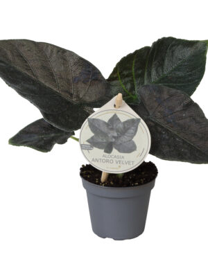 Alocasia 'Antoro Velvet' - Vaxtinredarna.se